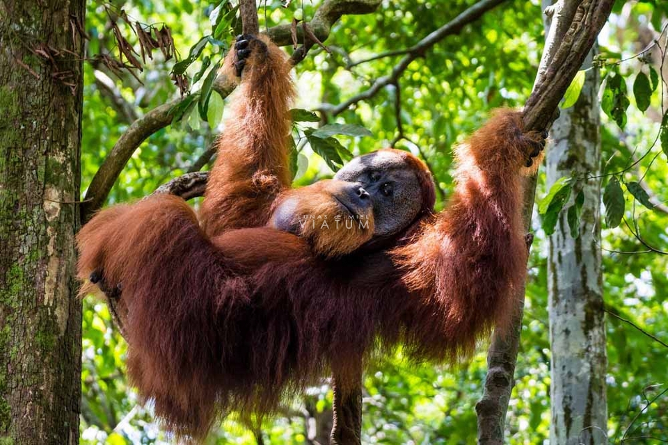 Avistamiento de orangutanes en libertad en Bukit Lawang 