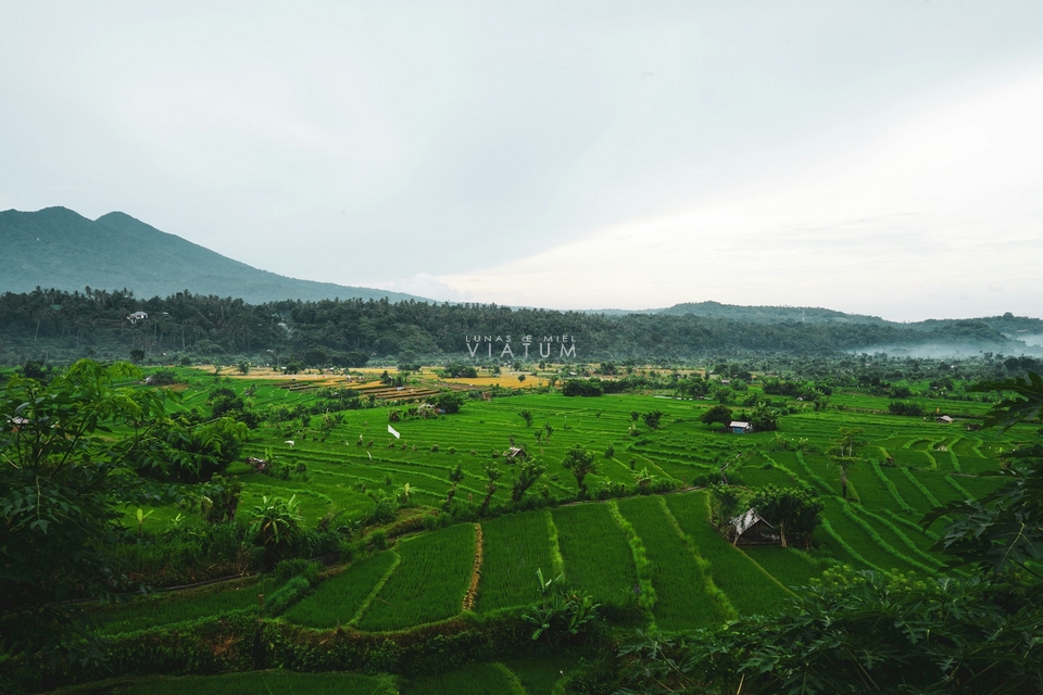 Visita Terrazas de arroz Jatiluwih