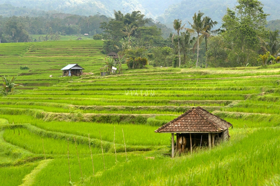 Visita Terrazas de arroz Jatiluwih