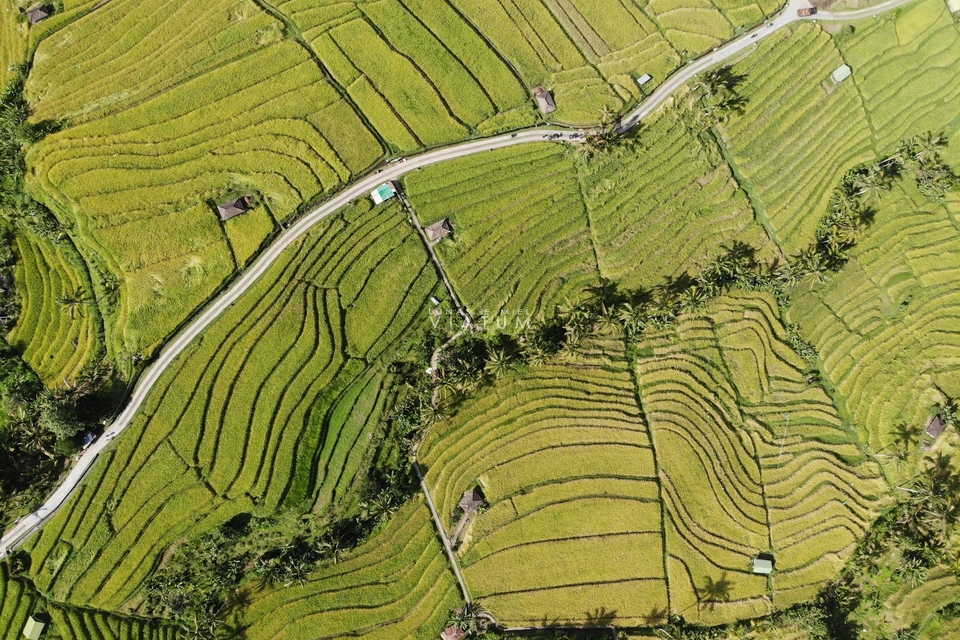 Visita Terrazas de arroz Jatiluwih