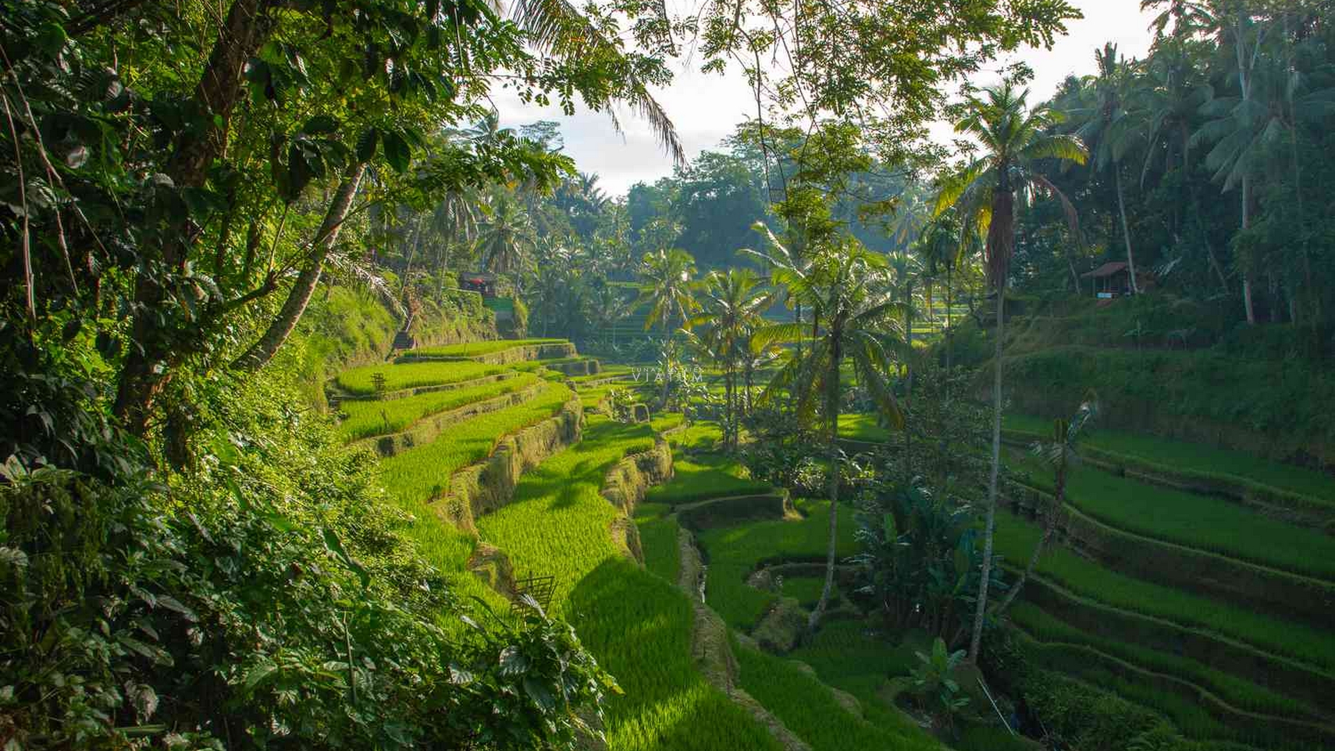 Dia 10: Ubud