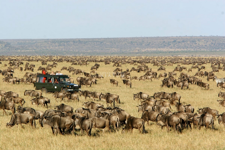 Safari fotografico en Reserva Nacional Masai Mara