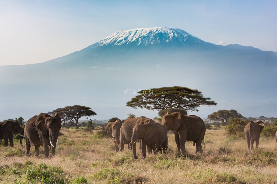 Safari fotográfico en Parque Nacional Amboseli