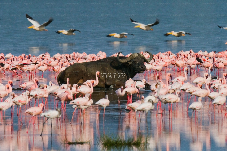 Safari fotografico dia completo en Lago Nakuru