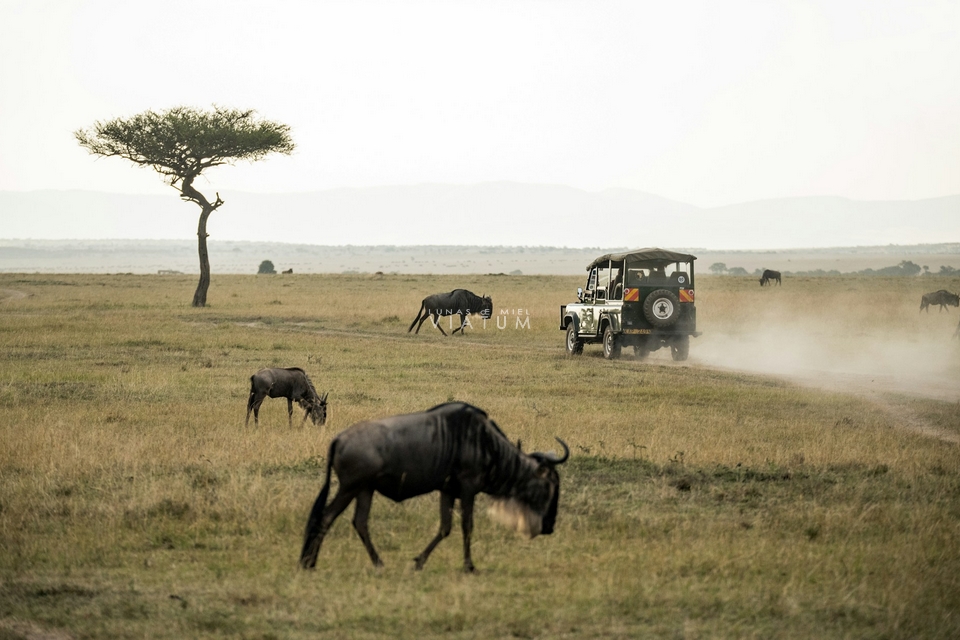 Safari fotografico en Reserva Nacional Masai Mara