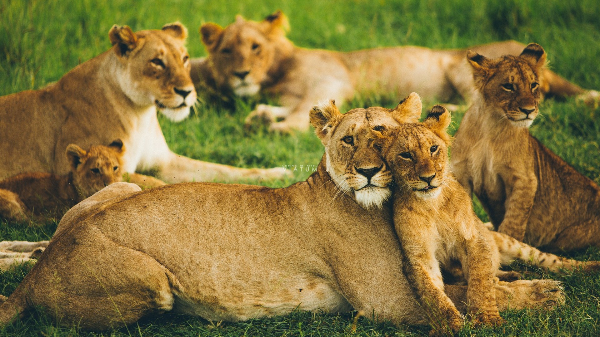 Dia 4: Nakuru - Masai Mara