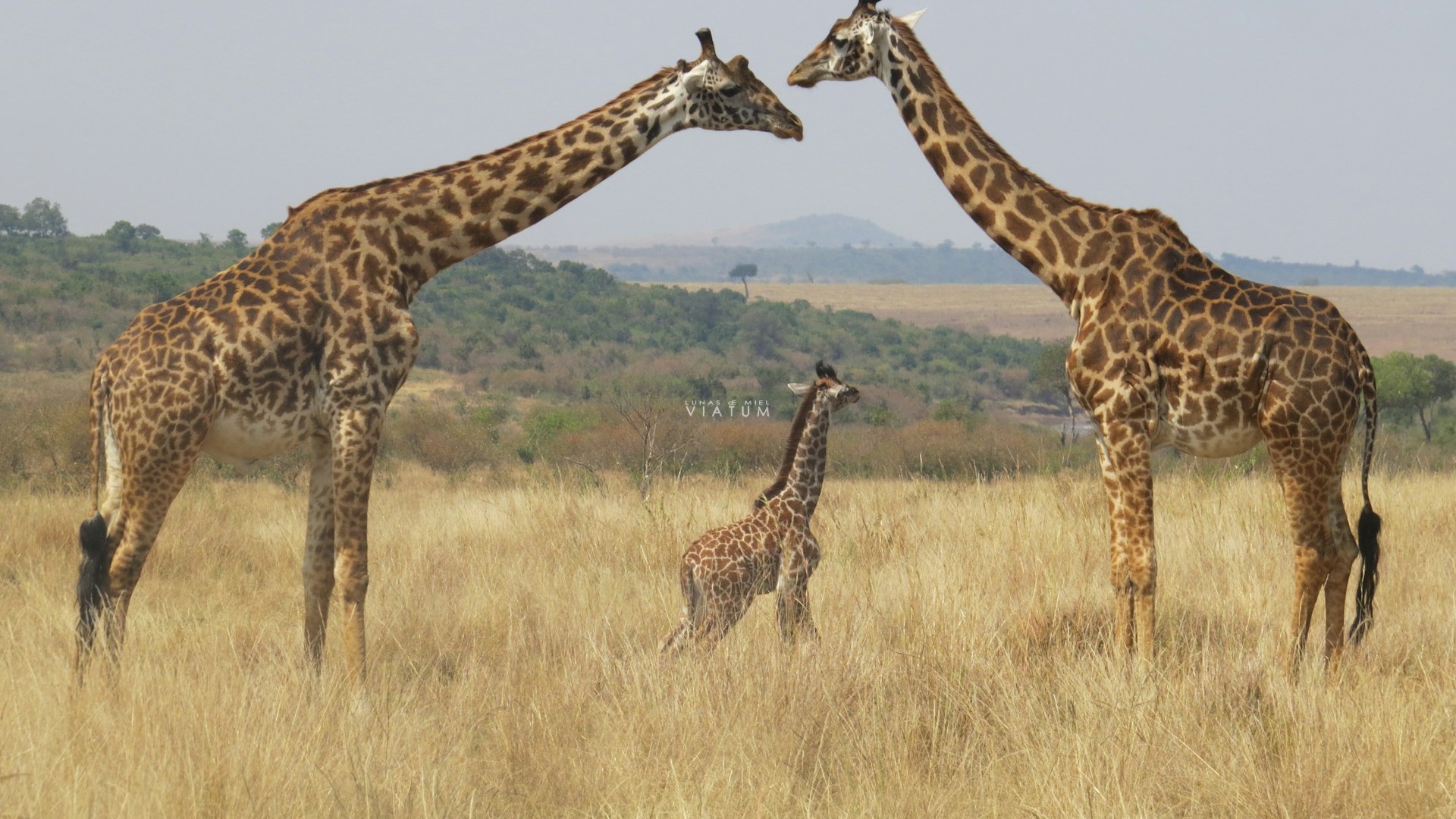 Dia 5: Masai Mara