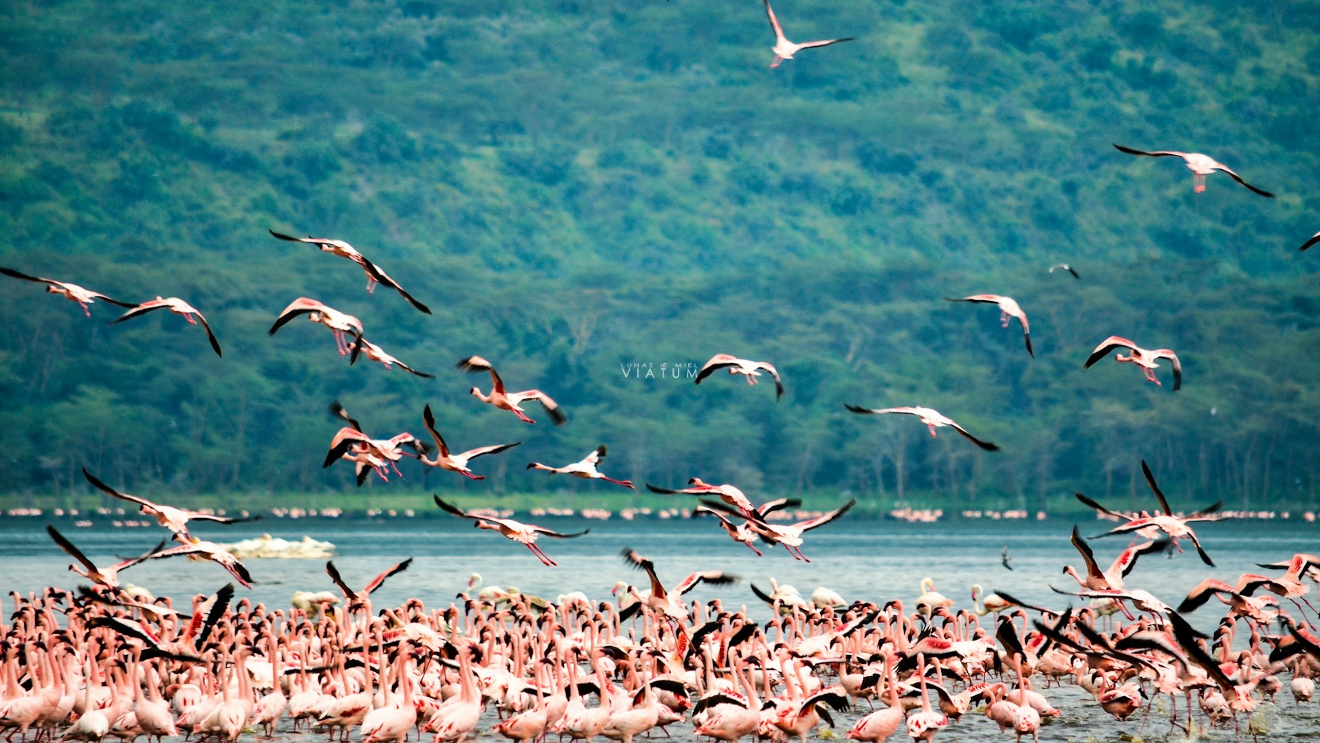 Dia 5: Aberdare - Lago Nakuru