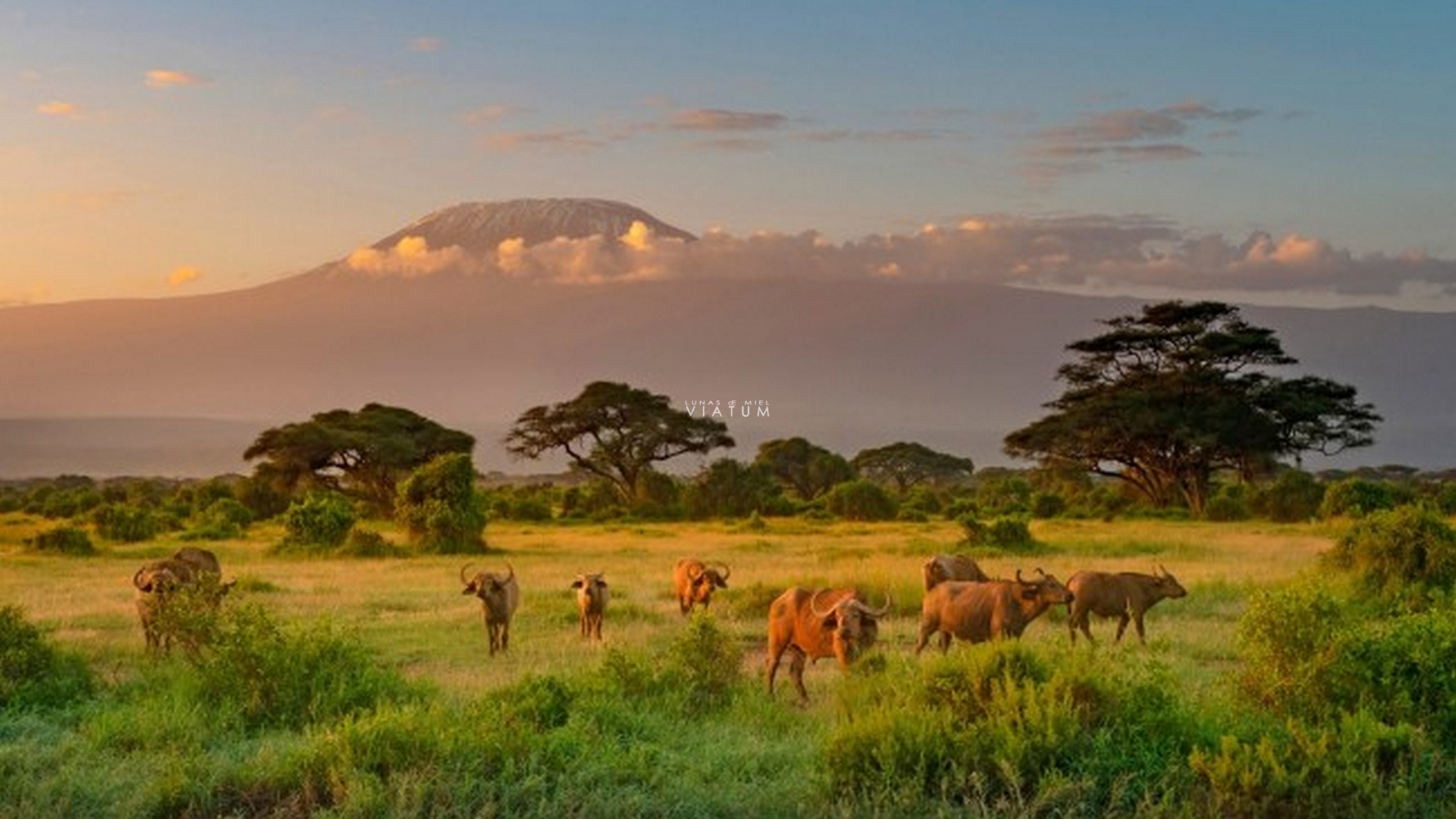 Dia 2: Nairobi - Amboseli