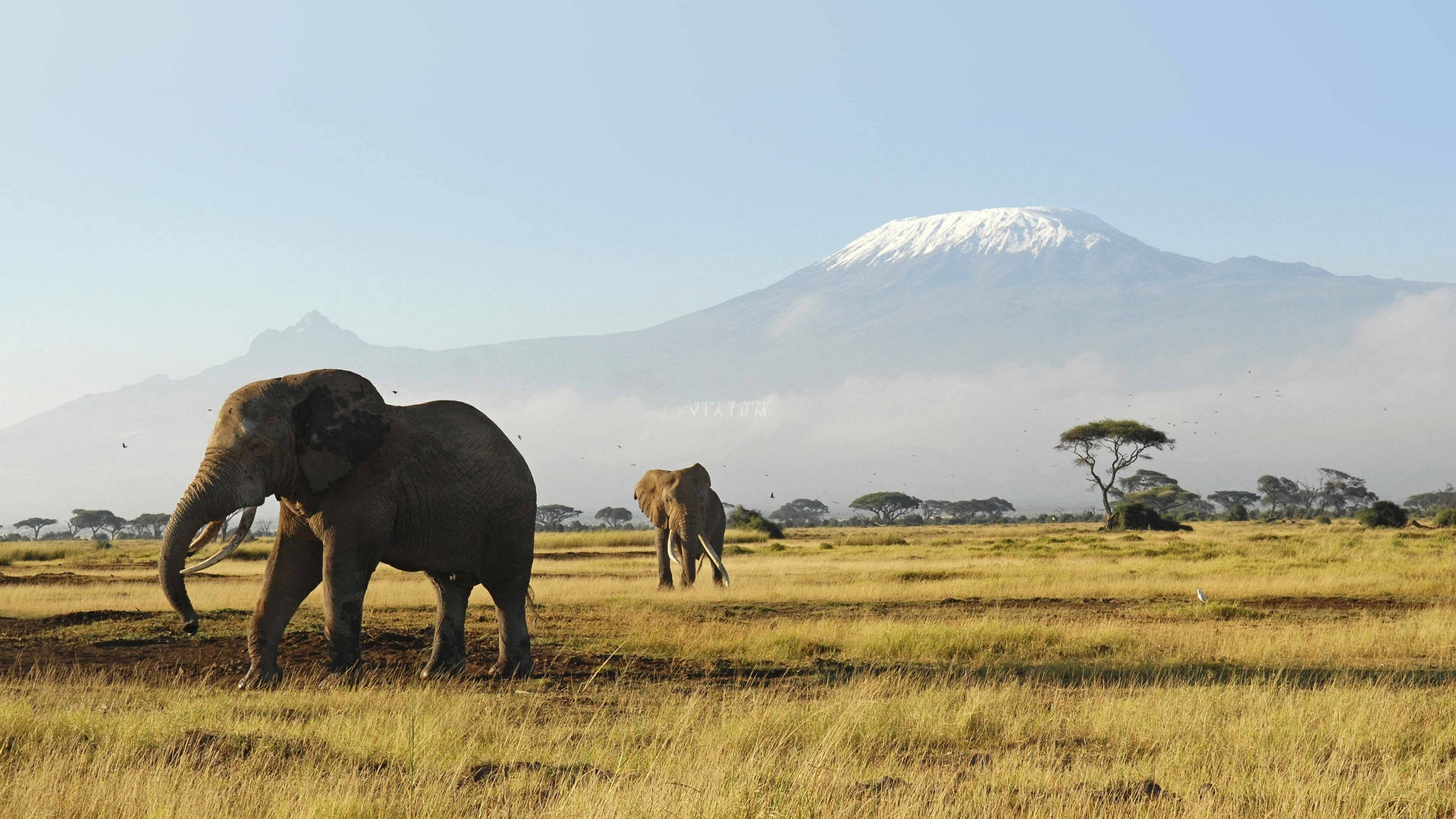 Parque Nacional de Amboseli