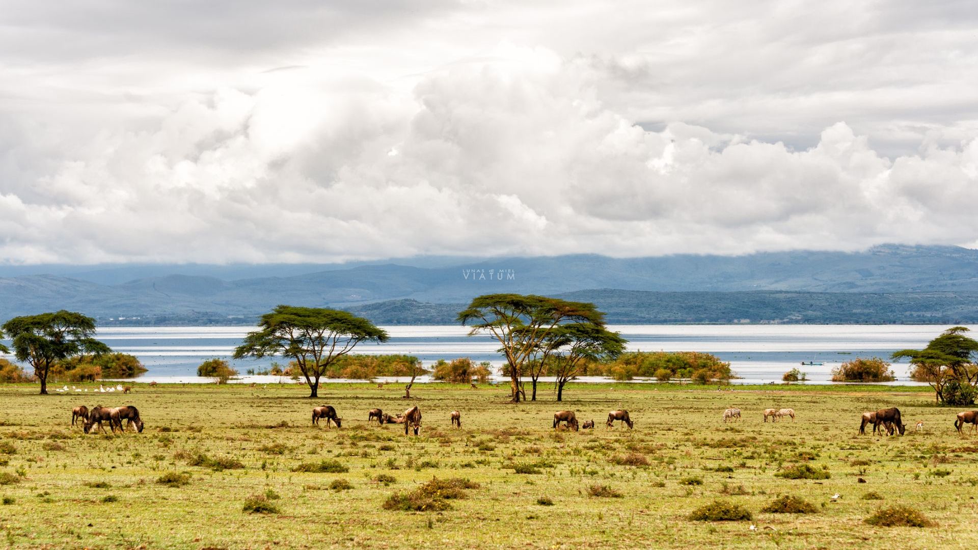 Lago Naivasha