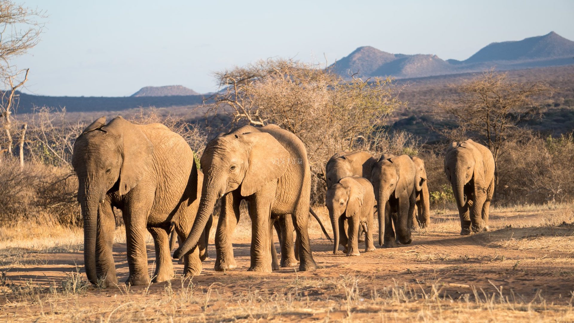  Reserva Nacional de Samburu