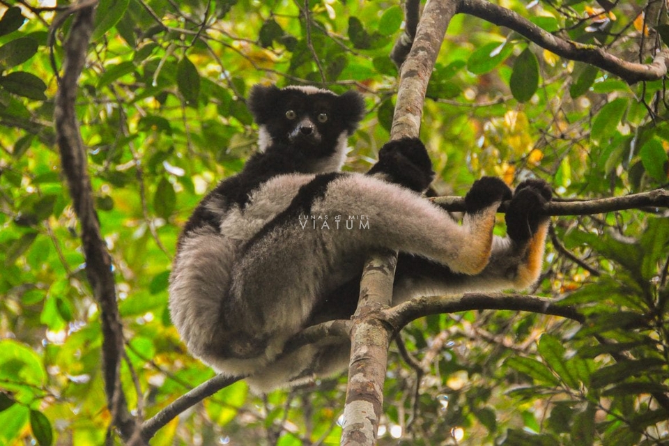 Visita reserva especial de Analamazaotra 