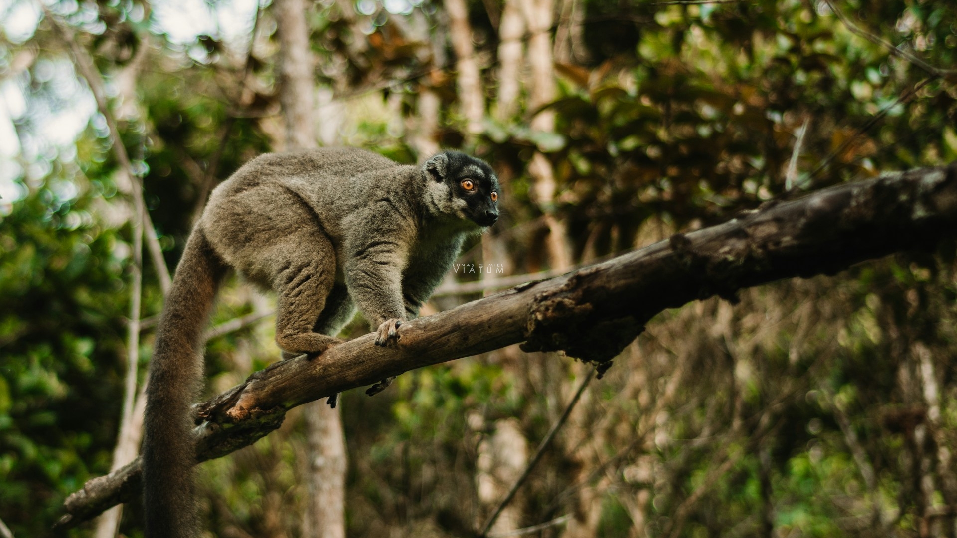 Dia 3: Antananarivo - Peyreiras - Andasibe