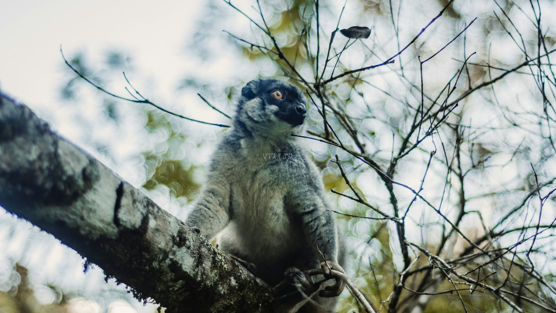 Imagen de Madagascar