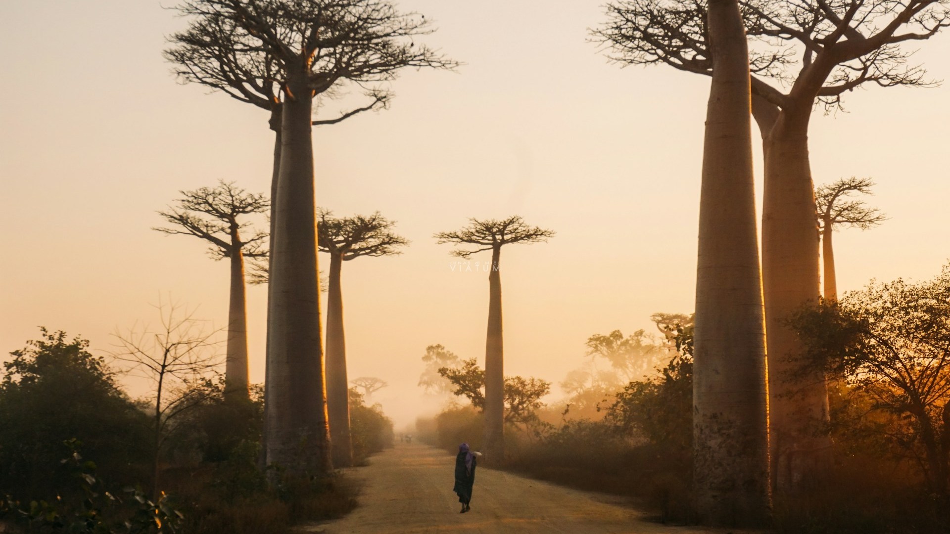 Imagen de Madagascar