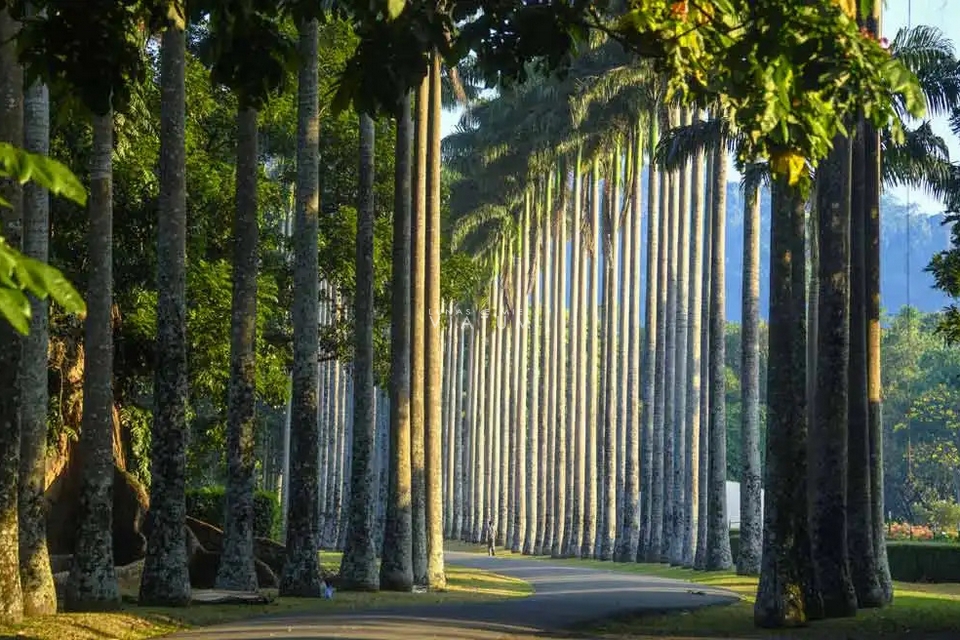 Visita Jardin Botanico de Peradeniya