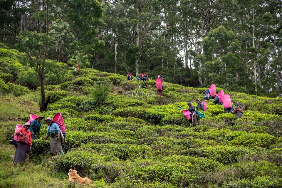 Recorrido Fábrica de Té en Nuwara Eliya