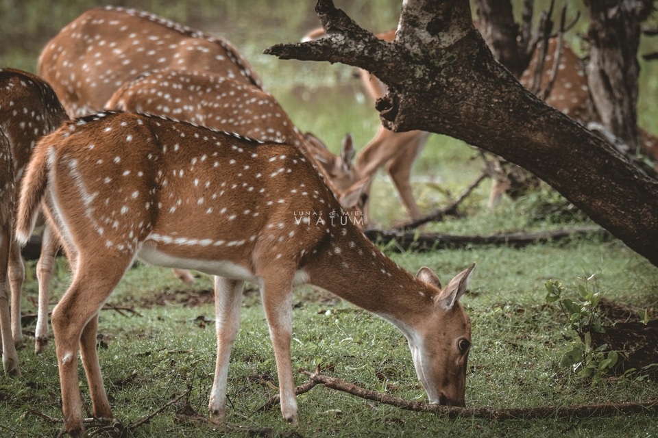 Safari en Parque Nacional de Yala