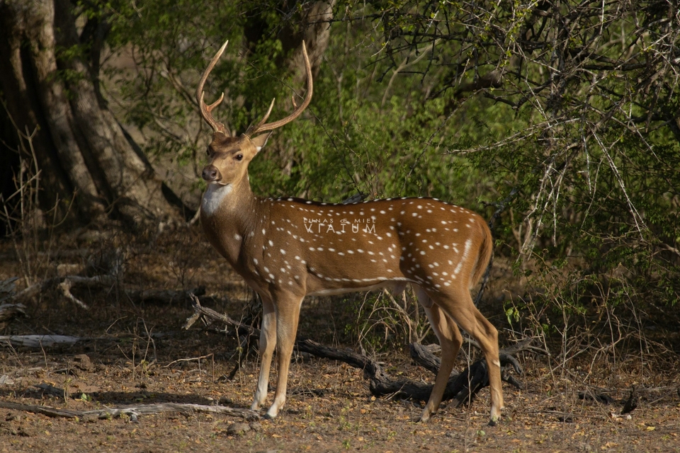 Safari en Parque Nacional Yala