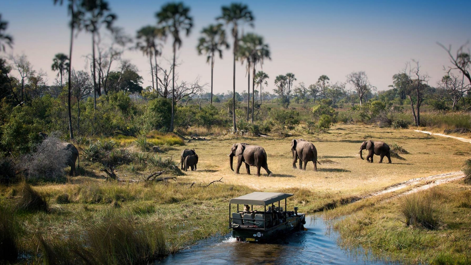 Safari en Chobe