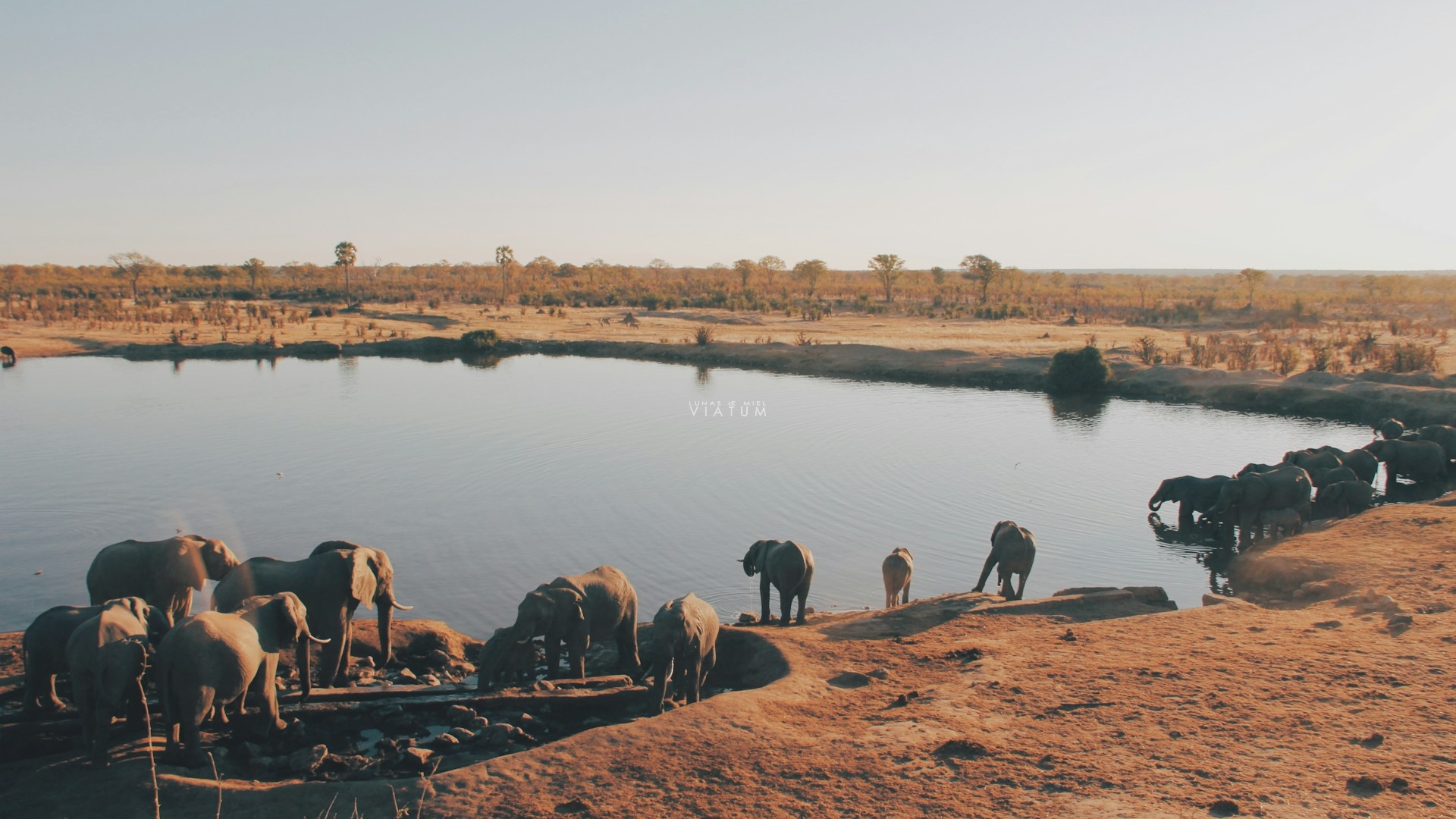 Game Drive Safari en Hwange 