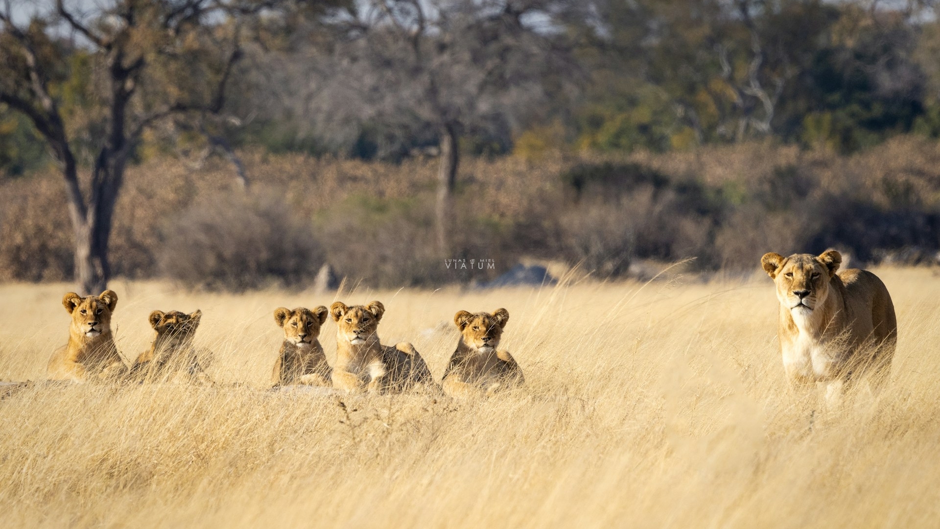 Dia 9: Cataratas Victoria - Parque Nacional Hwange