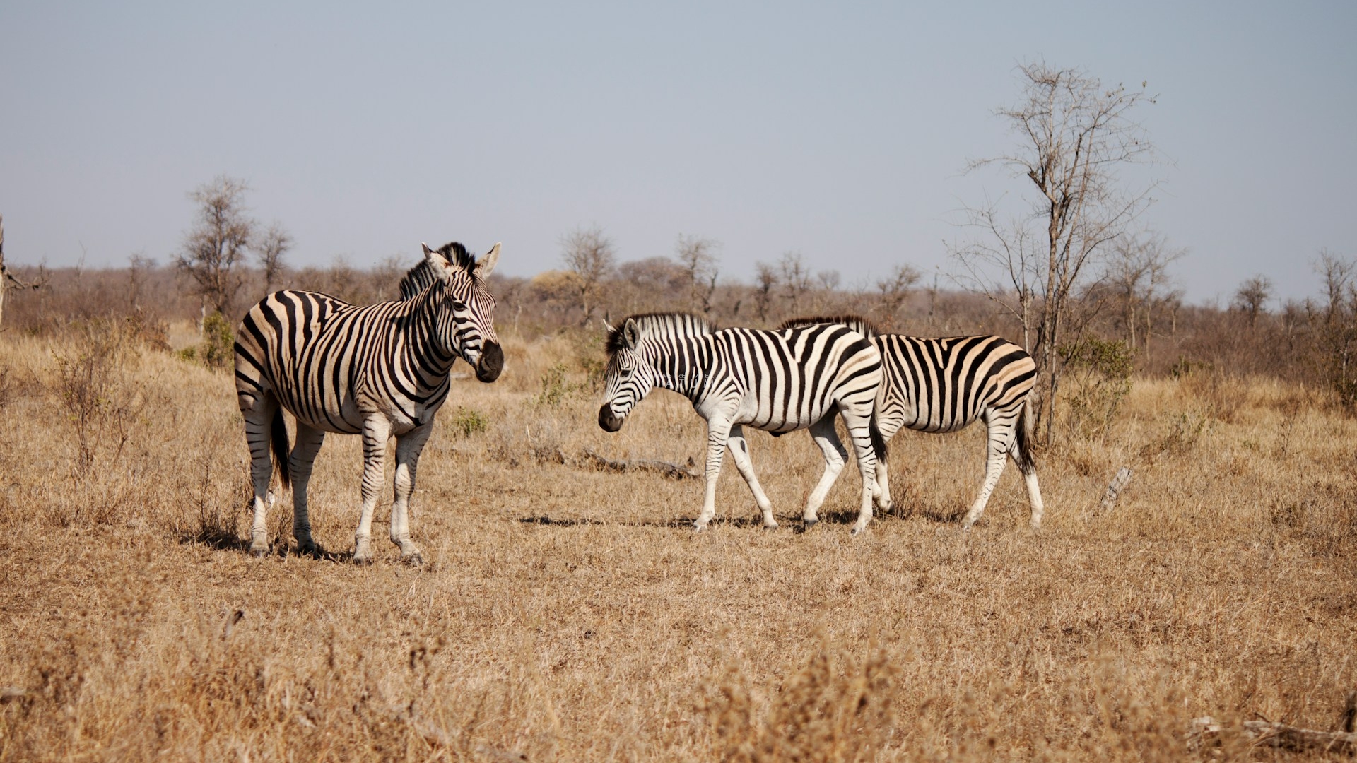 Dia 5: Cataratas Victoria - Kruger (Sabi Sands)