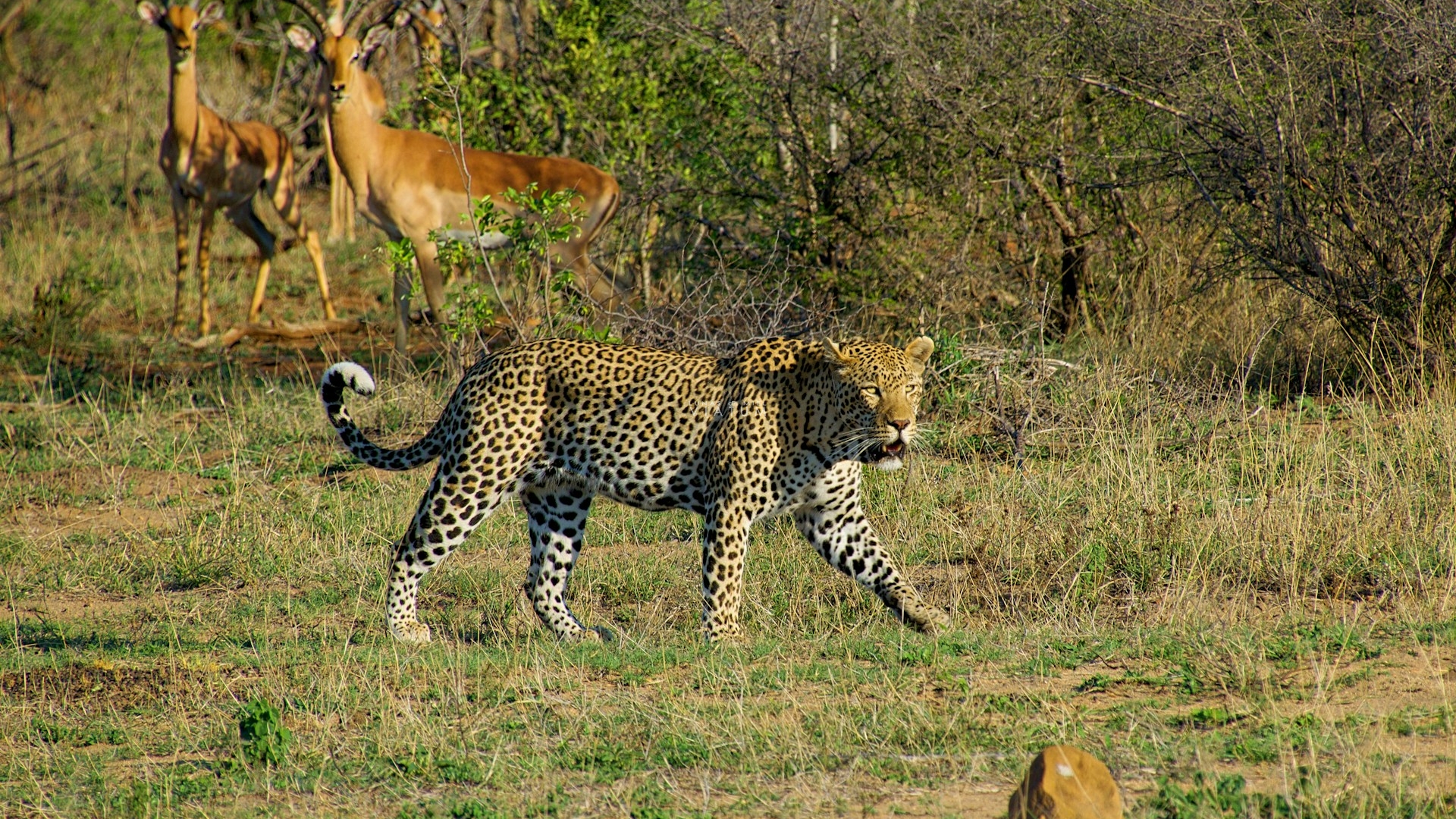 Safari en Kruger