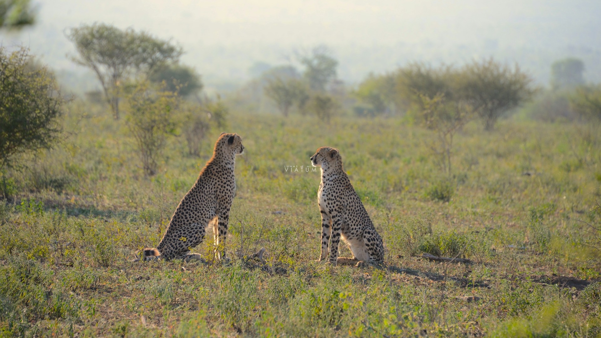 Dia 5: Ciudad del Cabo - Kruger (Sabi Sands)