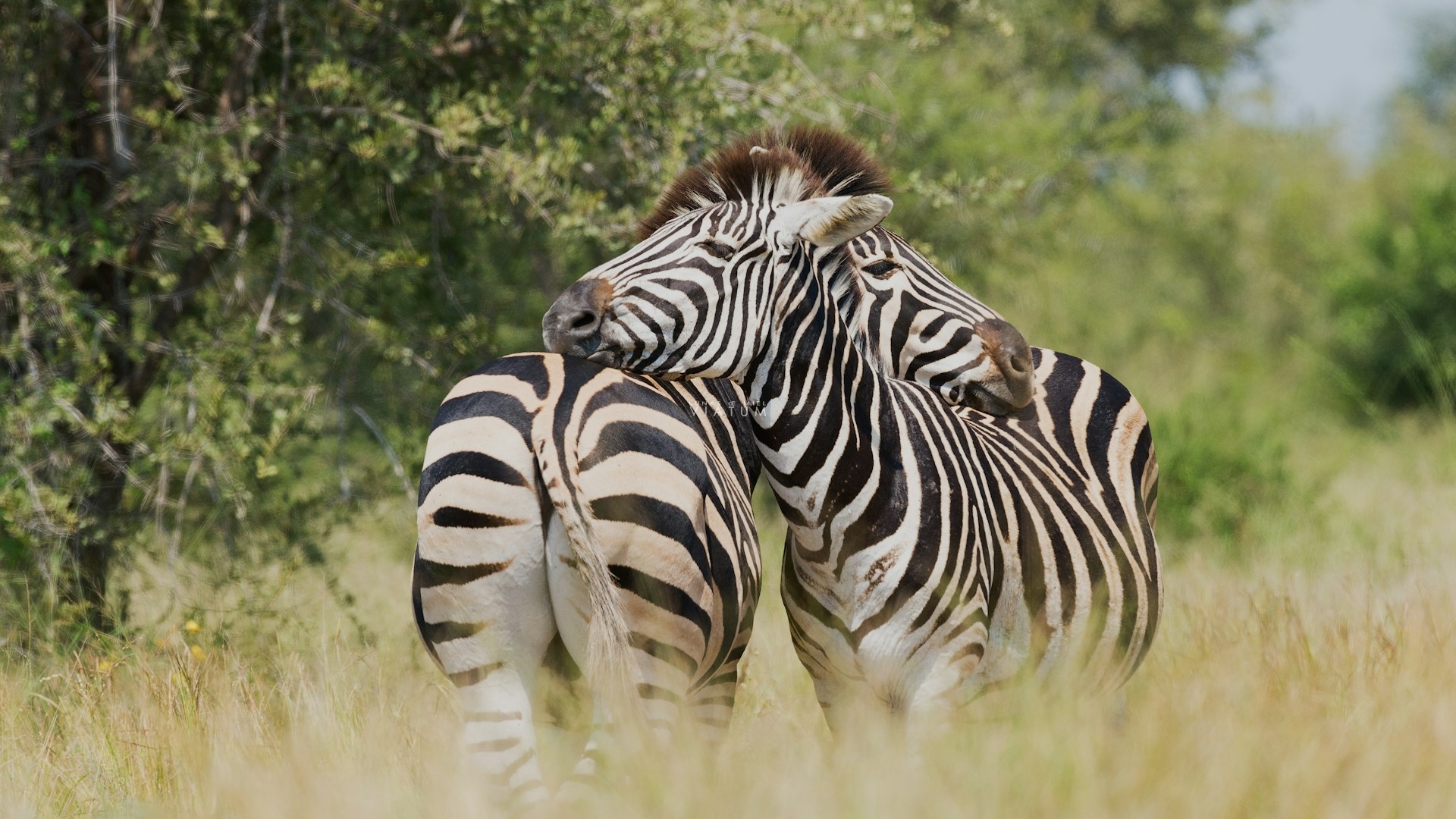 Dia 6: Kruger (Sabi Sands)