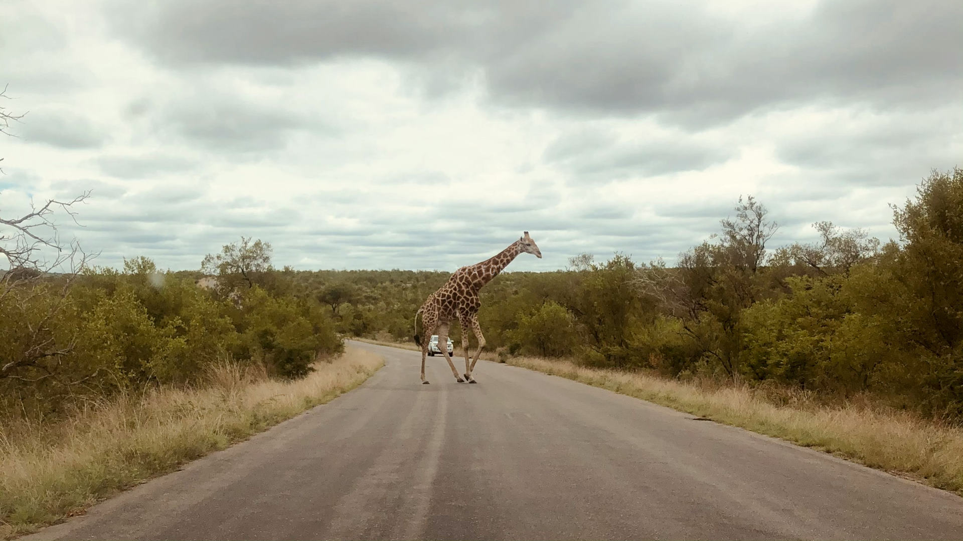 Parque Kruger