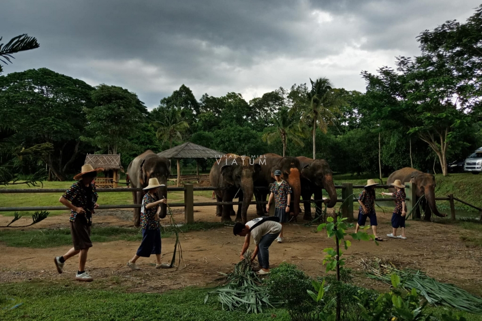 Visita Santuario de Elefantes Kanta