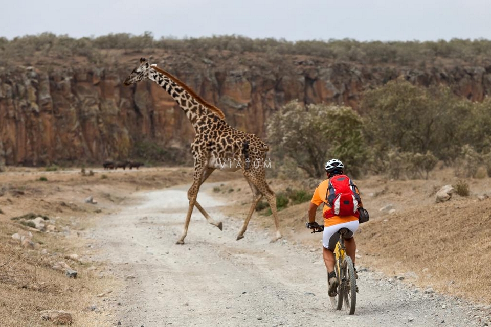 Safari en bicicleta en Lago Manyara