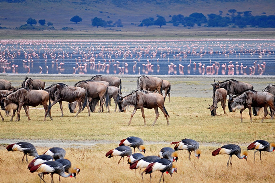 Safari en Lago Manyara