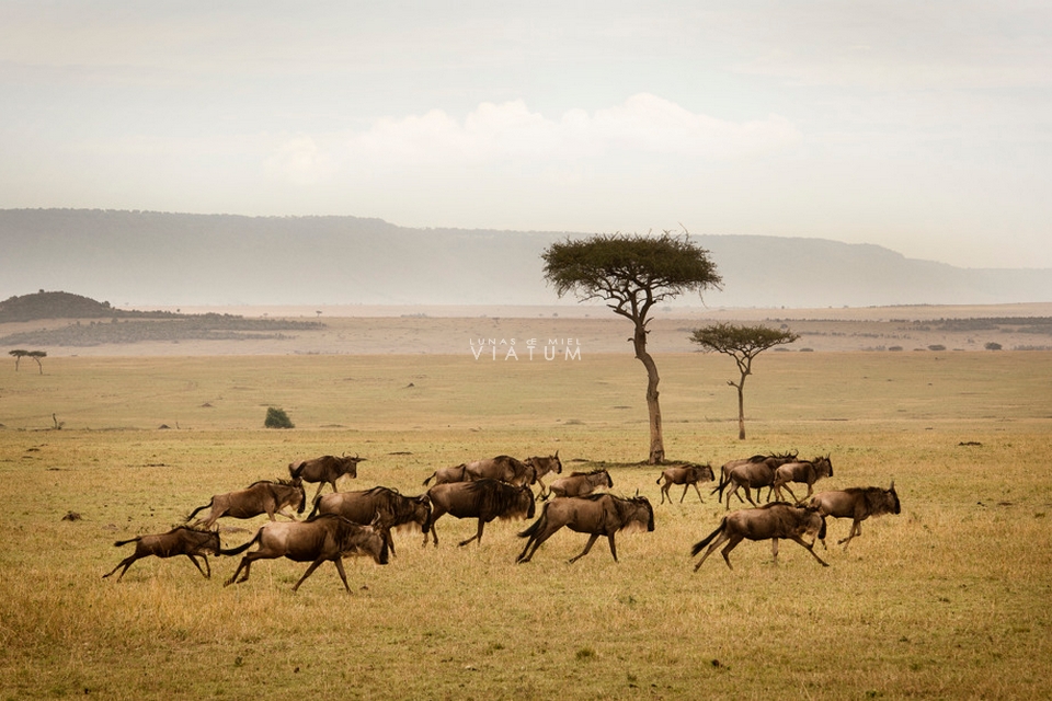 Safari en Parque Nacional de Serengeti