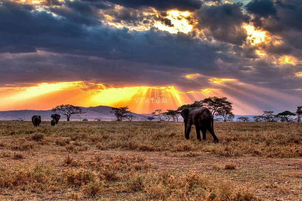 Safari en Parque Nacional de Serengeti