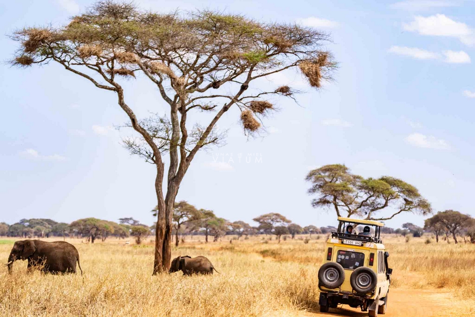 Safari Parque Nacional de Tarangire