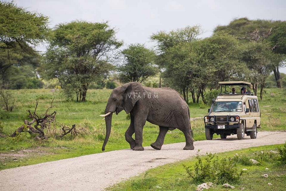 Safari Parque Nacional de Tarangire