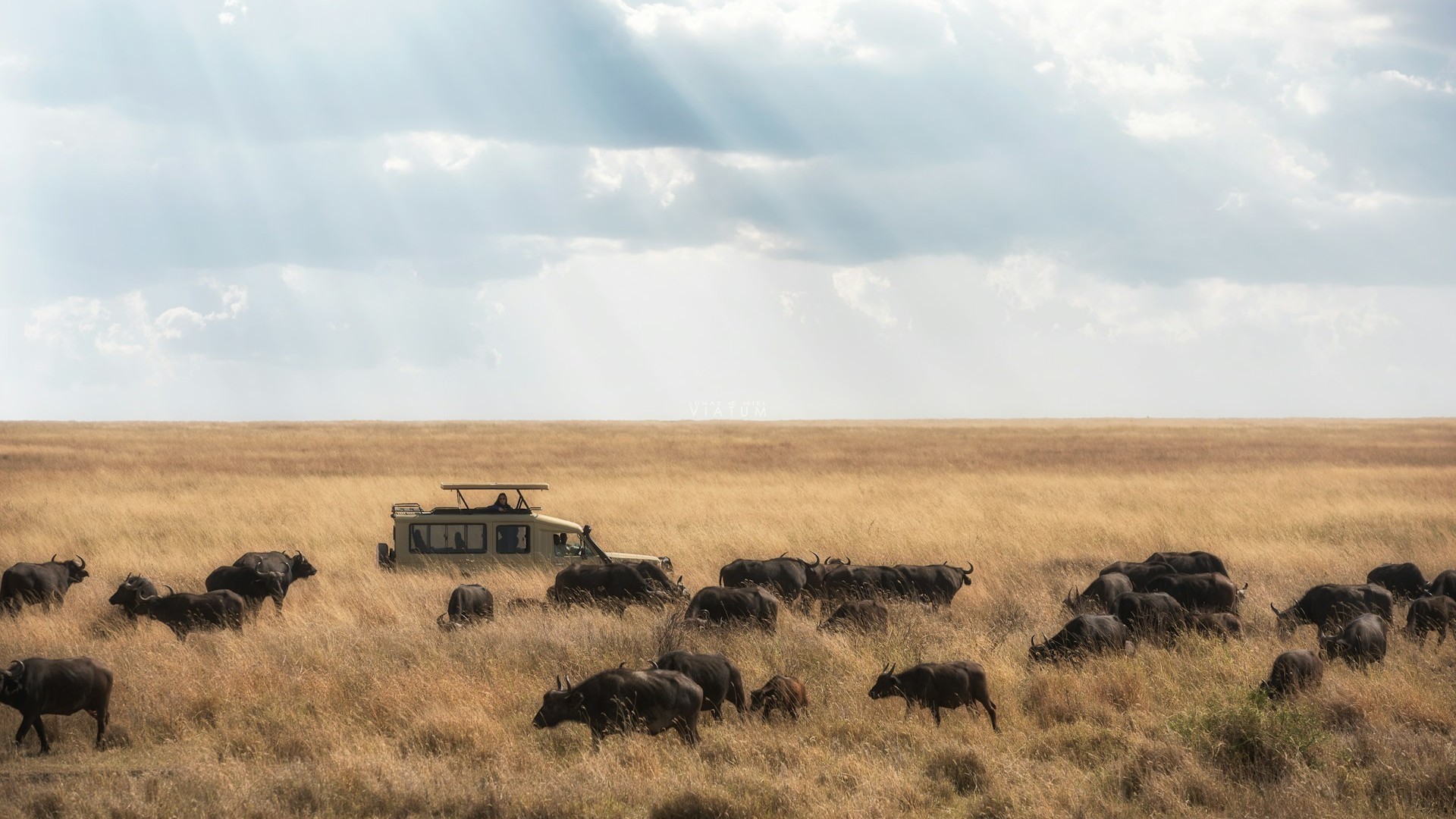 Dia 6: Serengeti