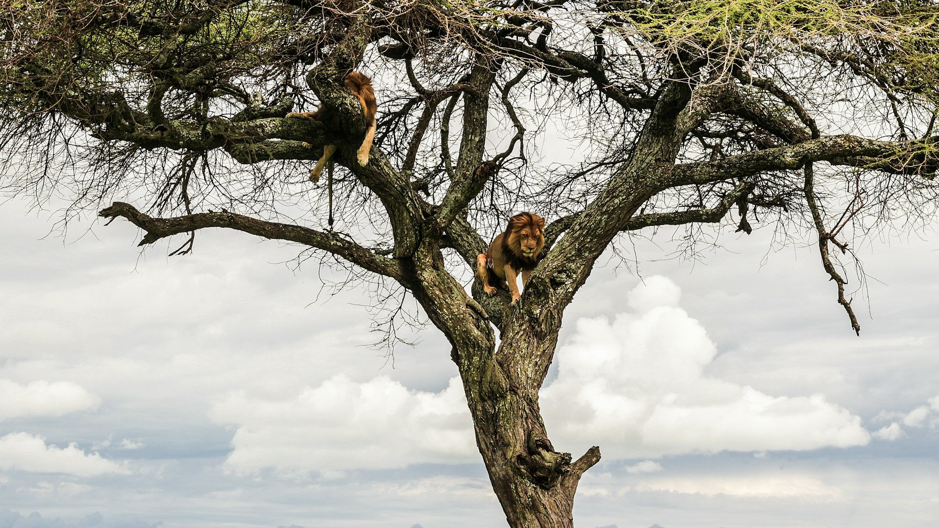 Dia 5: Karatu - Ngorongoro - Serengeti