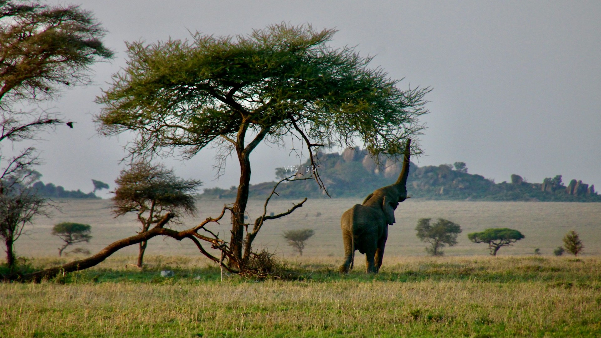 Dia 5: Karatu - Ngorongoro - Serengeti