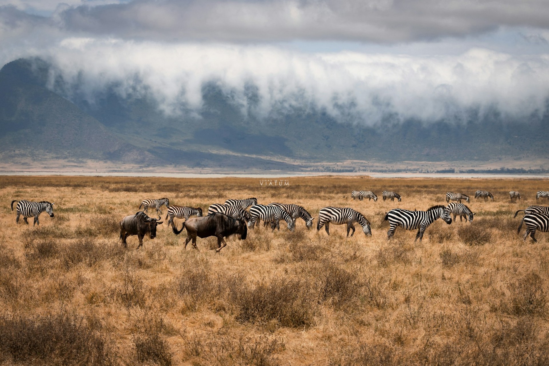 Dia 7: Serengeti - Ngorongoro - Karatu