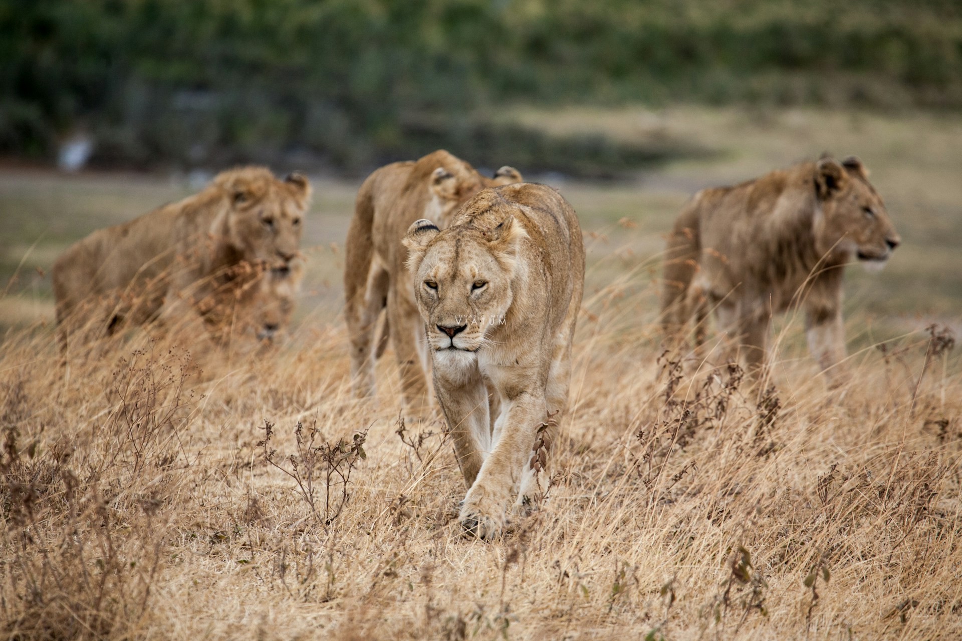 Dia 4: Tarangire - Lago Manyara - Karatu