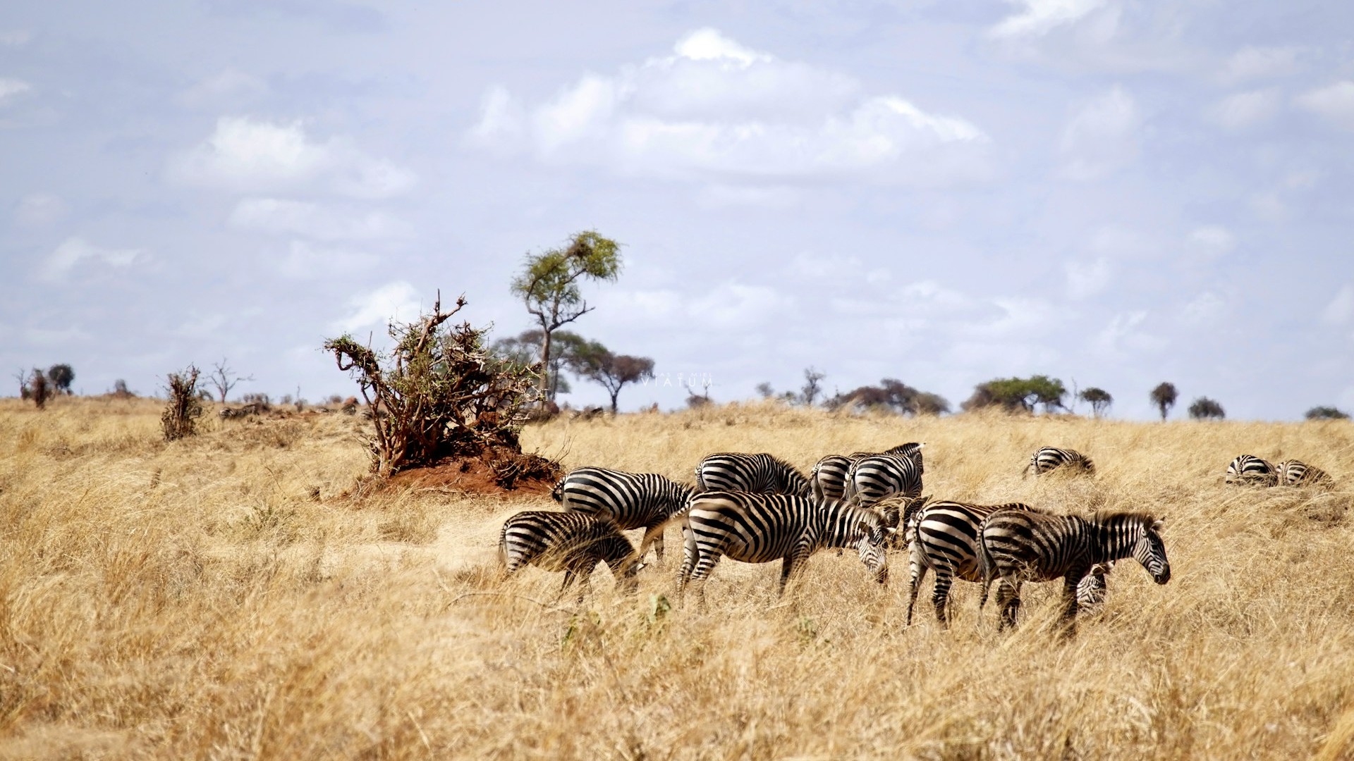 Dia 4: Tarangire - Mto Wa Mbu - Parque de Serengeti