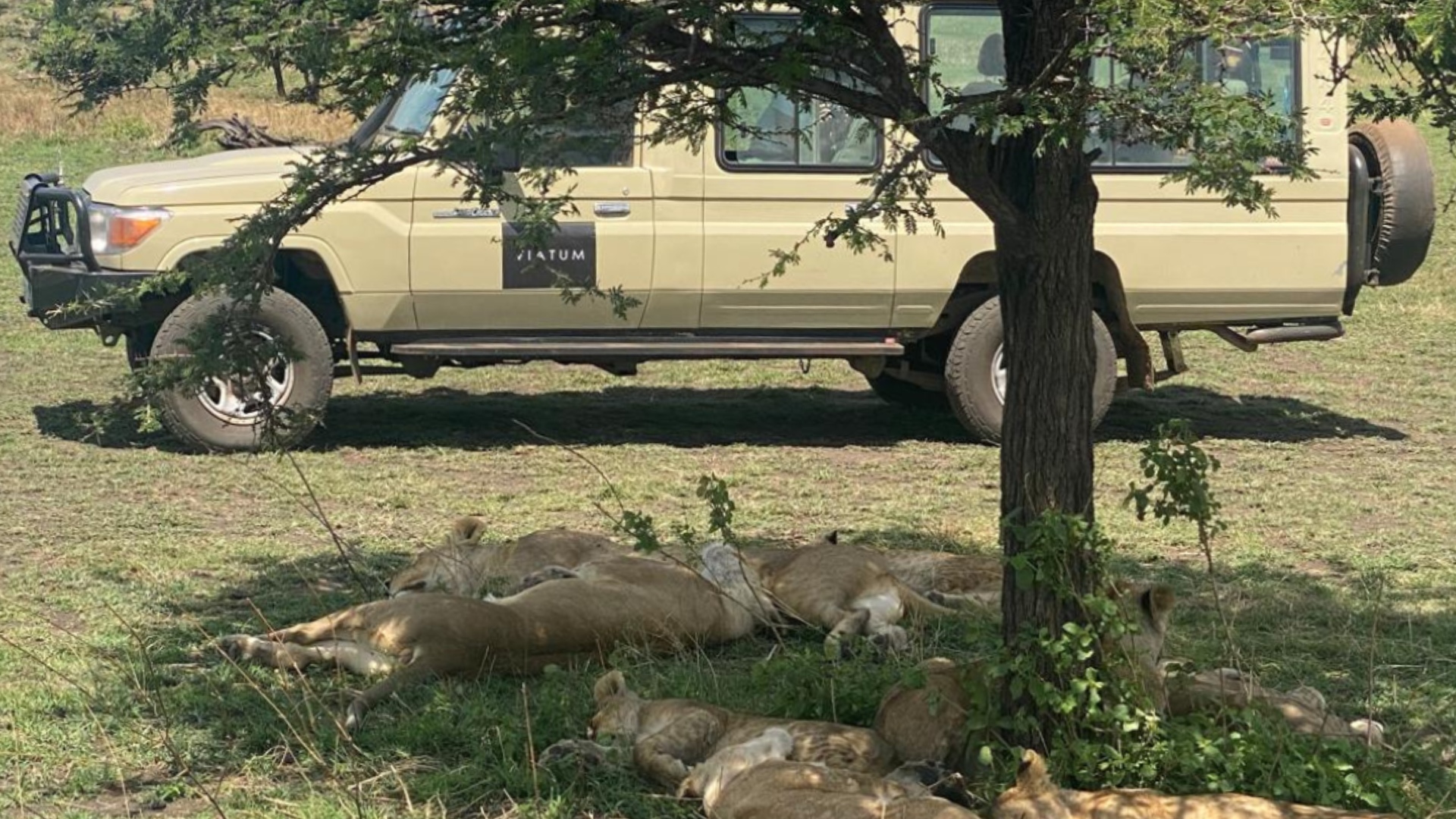 Safari en Parque Nacional de Serengeti