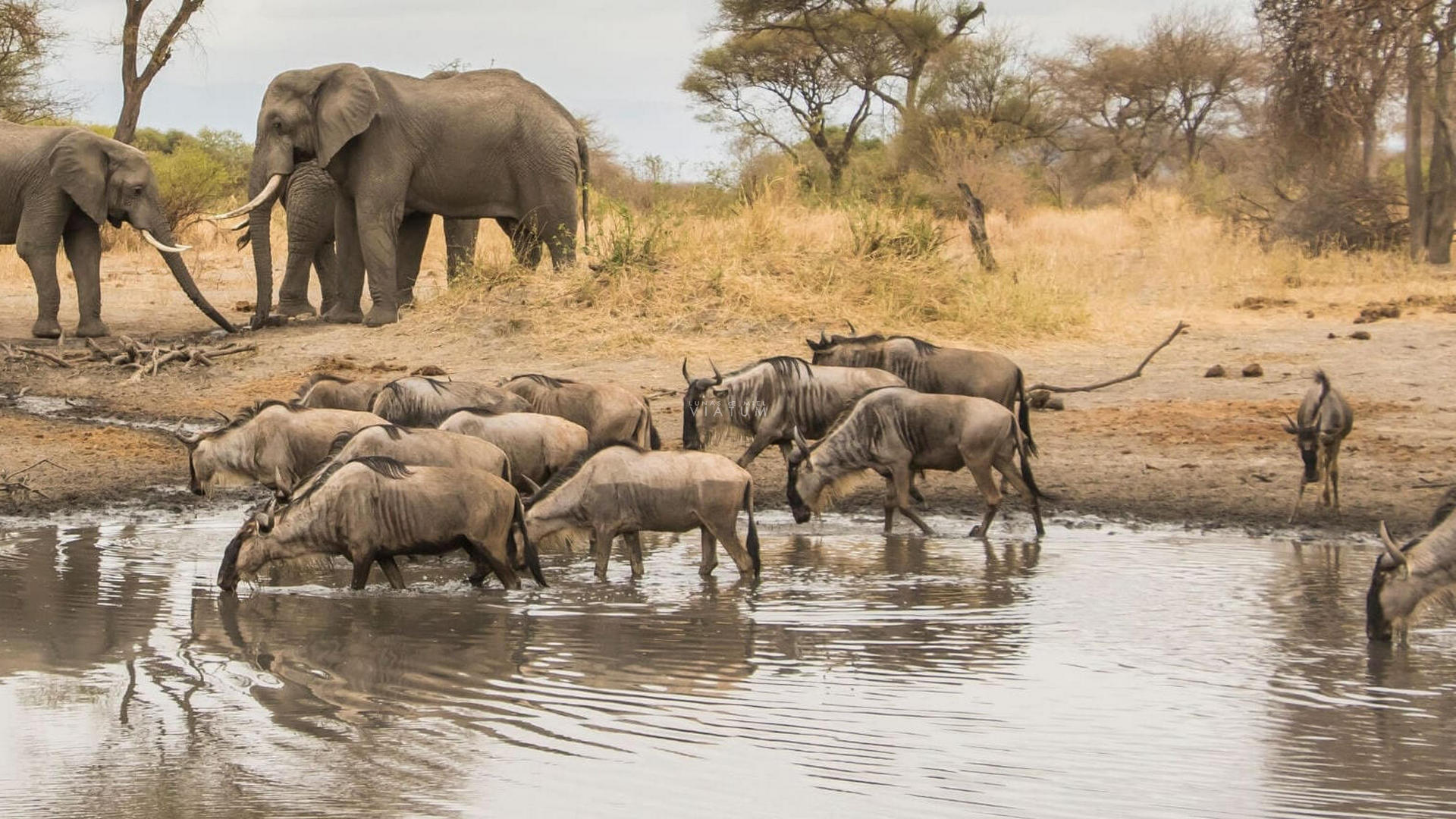 Parque Nacional del Lago Manyara