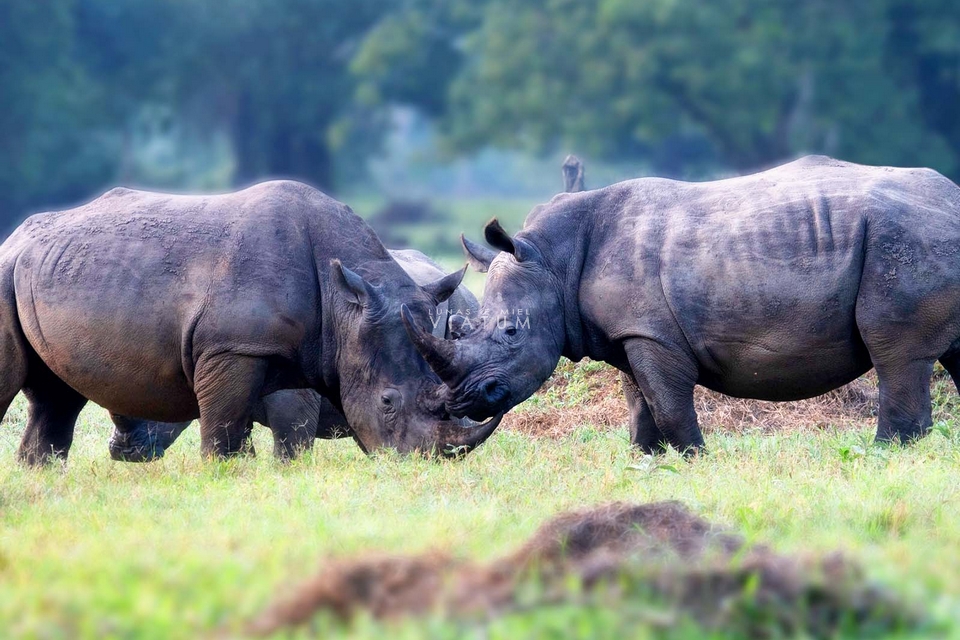 Caminata en santuario Ziwa Rhino 