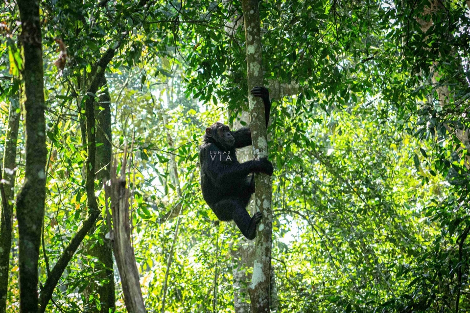 Tres trekkings de chimpancés en Budongo, en Kibale National Park y en Kyambura Gorge