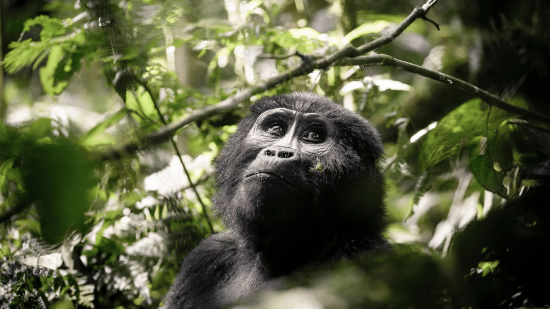 Parque Nacional Bwindi